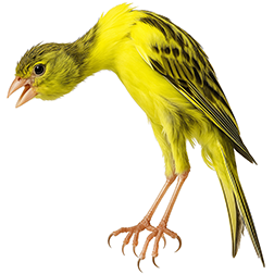Giraldillo Sevillano Canary
